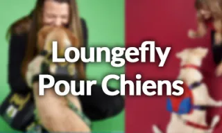 Loungefly lance une Nouvelle Gamme pour les Chiens