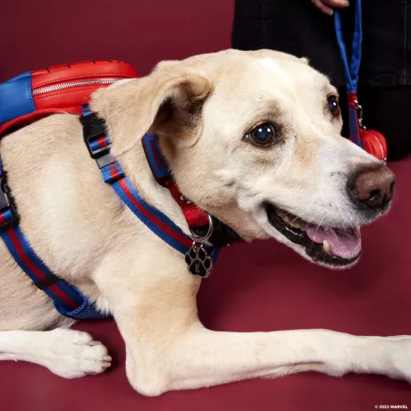 Collier pour chien Spider-Man Loungefly